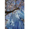 Almond Blossom
